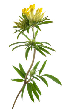 Common kidneyvetch flowers