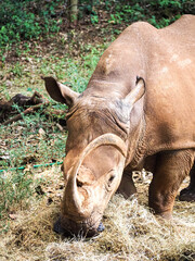 Rhinoceros with Dramatically Curled Overgrown Horn Forming Ring Around Its Face © Sandy Kitten