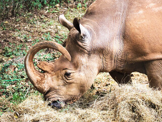 Rhinoceros with Unusually Long Curved Looping Horn Eating Hay in Wildlife Enclosure © Sandy Kitten