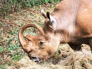 Black Rhinoceros Diceros Bicornis with Long Curved Horn in Nairobi National Park Kenya © Sandy Kitten