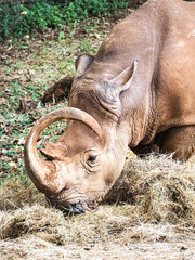 Black Rhinoceros Diceros Bicornis with Curved Horn in Nairobi National Park Kenya © Sandy Kitten