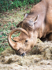 Rhinoceros (Ceratotherium simum) with Curved Upward-Hooking Horn Eating Hay at Nairobi National Park, Kenya  © Sandy Kitten