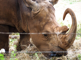 Black Rhinoceros Diceros Bicornis in Nairobi National Park Kenya © Sandy Kitten