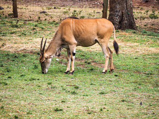 Common Eland Antelope Taurotragus Oryx in Nairobi National Park Kenya © Sandy Kitten