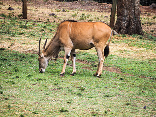Common Eland Taurotragus Oryx Savanna Antelope in Nairobi National Park, Kenya © Sandy Kitten