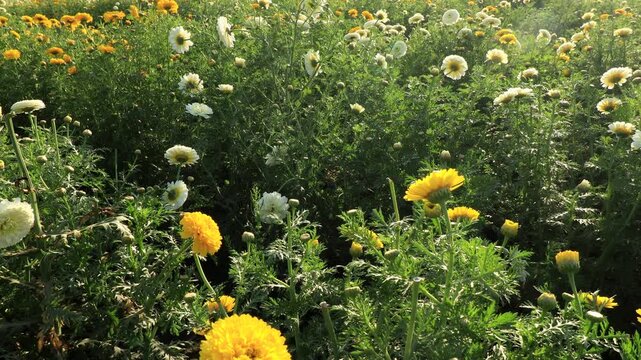 White and yellow daisy flowers swaying through wind outdoor in nature during springtime landscape panning close up.
