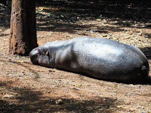 Pygmy Hippopotamus Choeropsis Liberiensis Resting on Ground in Nairobi National Park Kenya