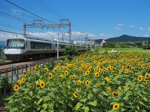 ひまわり畑を行く小田急ロマンスカー