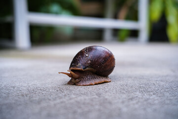 Close-up shot of a brown snail slowly crawling on a concrete ground surface with a shallow depth of field. © Thinapob