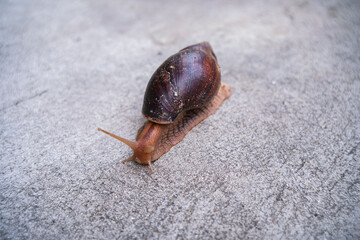 Close-up shot of a brown snail slowly crawling on a concrete ground surface with a shallow depth of field. © Thinapob