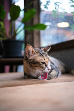 A cute calico tabby cat lying down and relaxing on a soft brown leather couch indoors. a feline resting peacefully near a window with green houseplant framed, creating a cozy atmosphere