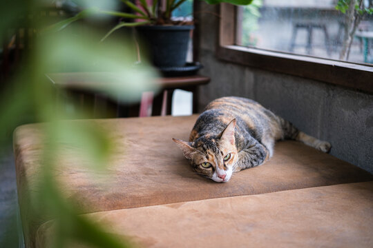 A cute calico tabby cat lying down and relaxing on a soft brown leather couch indoors. a feline resting peacefully near a window with green houseplant framed, creating a cozy atmosphere