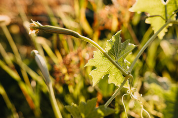 Sunlit young squash vine with striped bud and translucent leaf in soft garden bokeh background © Eliada