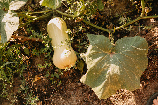 Butternut squash growing on vine in sunlit garden soil with broad green leaves and rough earth texture