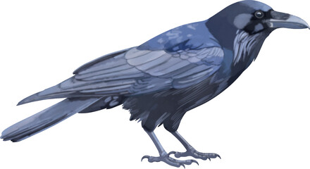 Naklejka premium crow 
