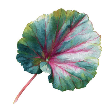 Stylized watercolor Begonia Leaf vector, modern artistic illustration with high-quality details on a pure white background.