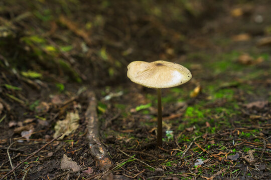 A mushroom growing in the forest