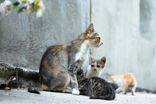 A mother cat feeds her kittens