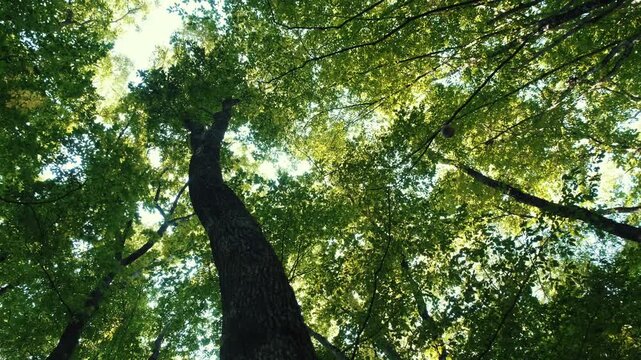 Low angle view of colorful beach ball falling through sunlit tall forest canopy symbolizing surrealism and gravity
