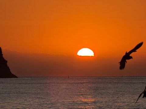 Two seagulls are silhouetted against the light as they fly through the orange and golden sky of a sunrise in Spotorno. The sun, a bright ball of light, is positioned on the horizon