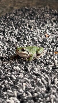 Pacific Tree Frog on the ground