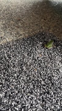 Pacific Tree Frog on the ground