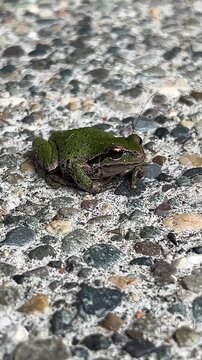 Pacific Tree Frog on the ground