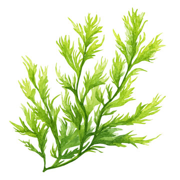Elodea watercolor artwork, high-quality professional vector illustration isolated on a white background.