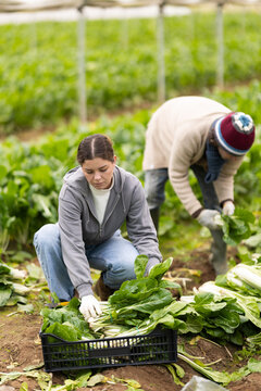 Hired girl worker with team in greenhouse harvesting chard. Seasonal work, migrant workers, harvesting. Local Spanish vegetable production, agro-industrial holding, business ecosystem..