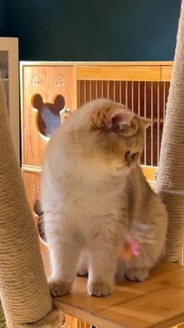A cute golden British Shorthair kitten sitting on a cat tree