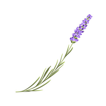 Elegant purple lavender bouquet on white, vector illustration