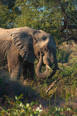 African elephant curling its trunk in the bush, Kruger National Park.