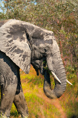 Close-up profile of African elephant eating grass in Kruger National Park. © PABLO