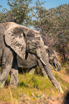 African elephant adult and calf feeding side by side in Kruger National Park.