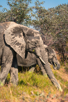 African elephant adult and calf feeding side by side in South Africa Kruger National Park.