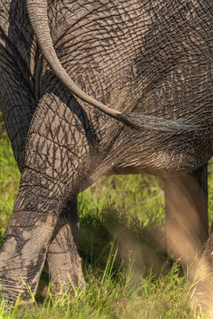 Close-up of African elephant tail and wrinkled skin texture in Kruger National Park.