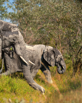 African elephant adult and calf feeding side by side in Kruger National Park.