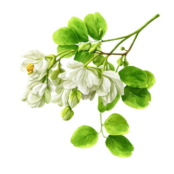 Watercolor Moringa vector, artistic painting style, high-resolution illustration on a pure white background.