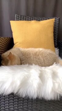 Cute Fluffy Cat Playing With a Carrot Toy on a Chair