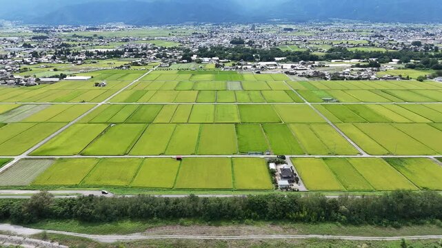 Green rice fields stretch under clear skies. Farmer's path winds through neat, cultivated rows. Village dots the horizon, quiet and calm. Fields glow with harvest promise, serene and vast
