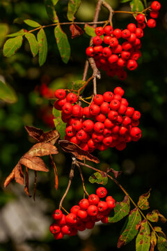 Macro view of ripe red rowan berries bunch