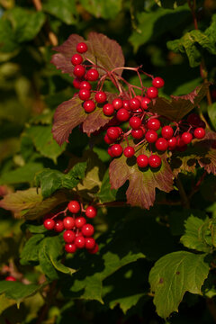 Red viburnum berries on a bush branch