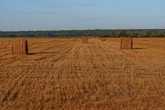 Haystacks in a harvested field 