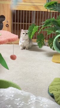 Cute Silver British Shorthair Kitten Playing with Toy