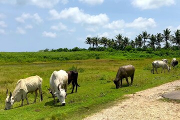 Fototapeta premium Herd of Cattle Grazing on Green Pasture by Dirt Road