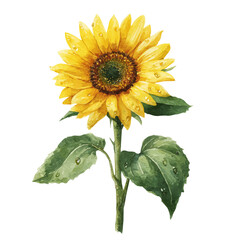 Fototapeta premium Sunflower watercolor drawing vector, premium quality illustration on a clean white background.