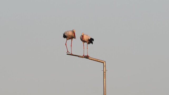 White storks (Ciconia ciconia) producing their characteristic bill-clattering sounds
