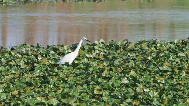 Little egret (Egretta garzetta) catching a small fish in a river while standing on floating aquatic vegetation