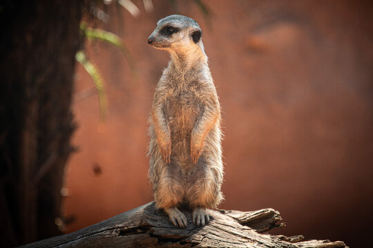 Suricata