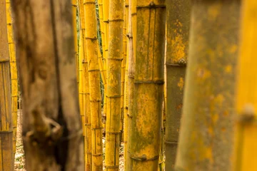 Fototapete Badezimmer Vibrant Yellow Bamboo Stalks in a Forest  © Luciano_Marques